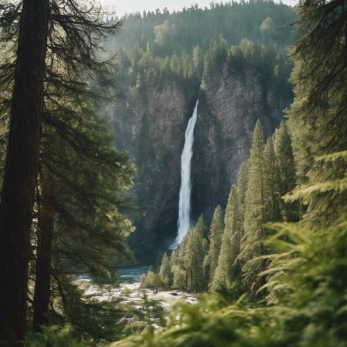 A peaceful waterfall tumbling down from a towering mountain between two towering green pines.