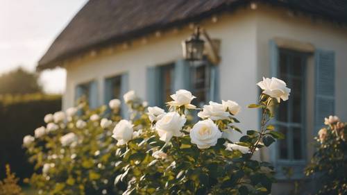 A white rosebush in full bloom in front of a quaint country cottage.