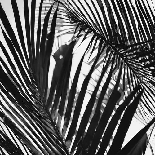 Czarno-białe zdjęcie o wysokim kontraście przedstawiające cienie utworzone przez nakładające się liście palm.