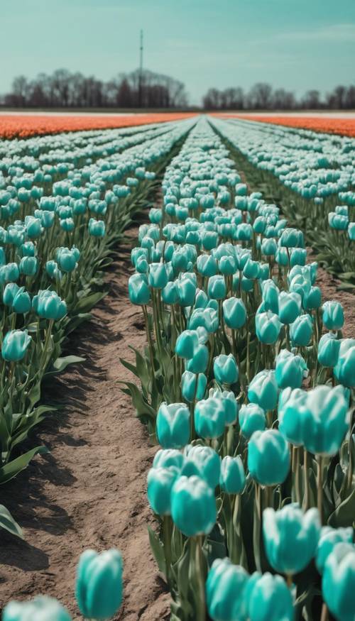 Un campo pieno di tulipani turchesi che ondeggiano leggermente in una leggera brezza.