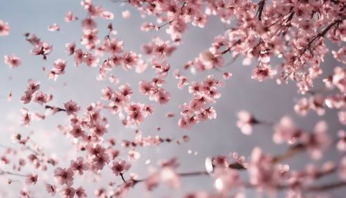 ピンクの桜の花びらが鏡に落ちるデザインの壁紙
