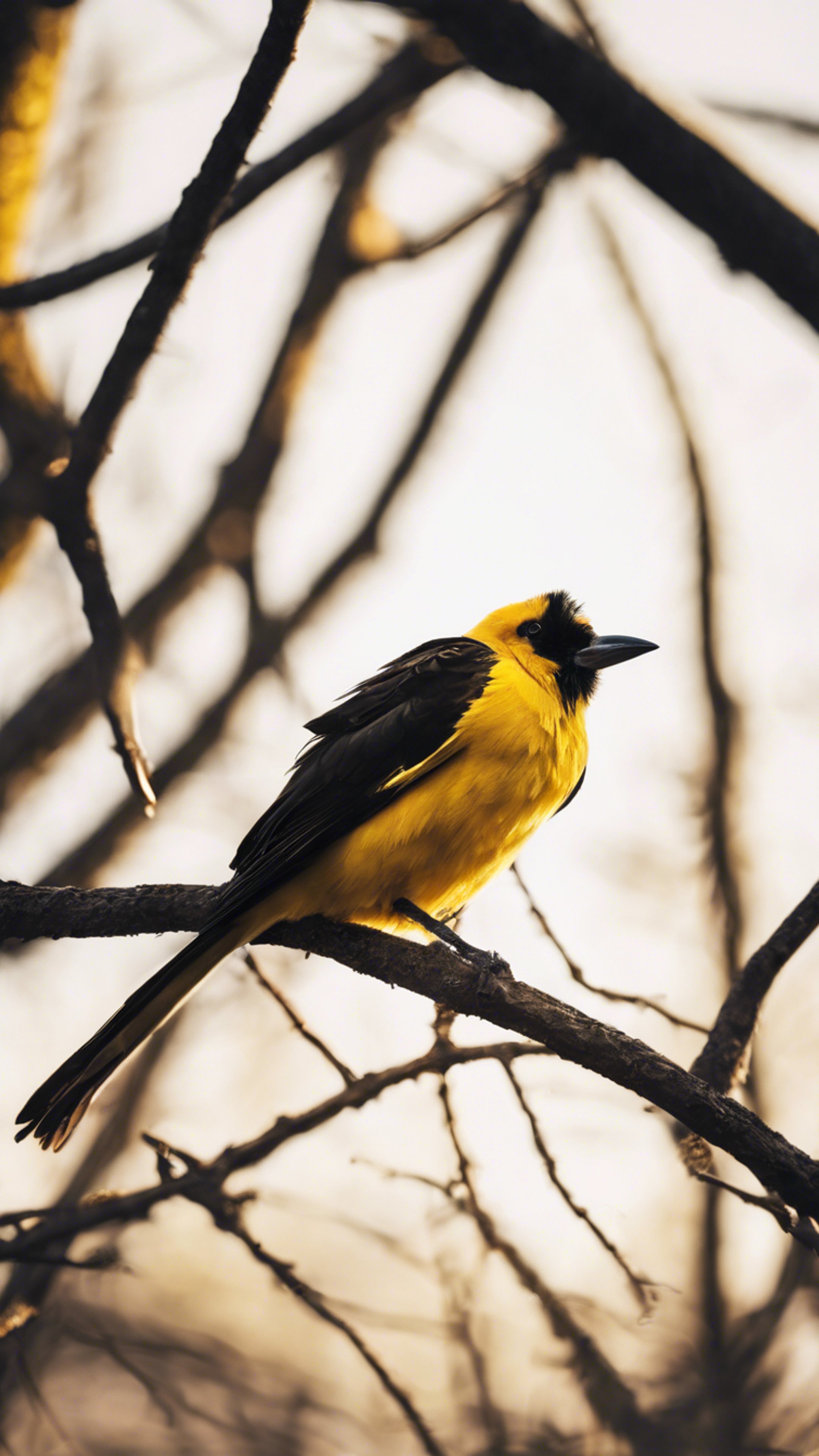A yellow bird with dark black feathers perched on a sunlit branch. Wallpaper[3d028cc122884a34be99]