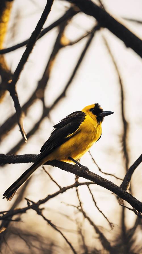 一隻長著深黑色羽毛的黃色鳥棲息在陽光照射的樹枝上。