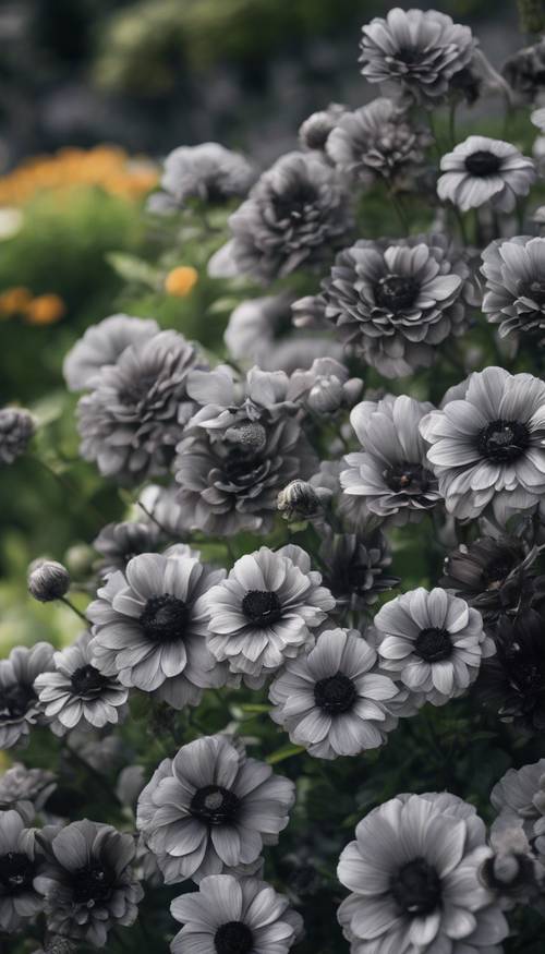一個維護精美的花園，深淺不一的黑色和灰色花朵盛開。