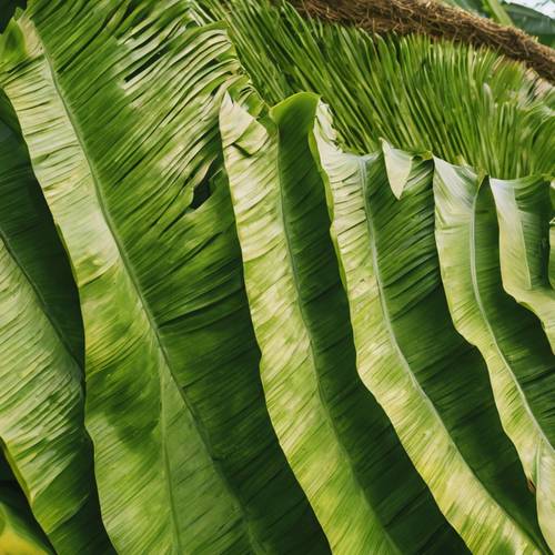 Folhas de bananeira recém-lavadas dispostas para uma tradicional cobertura de telhado.