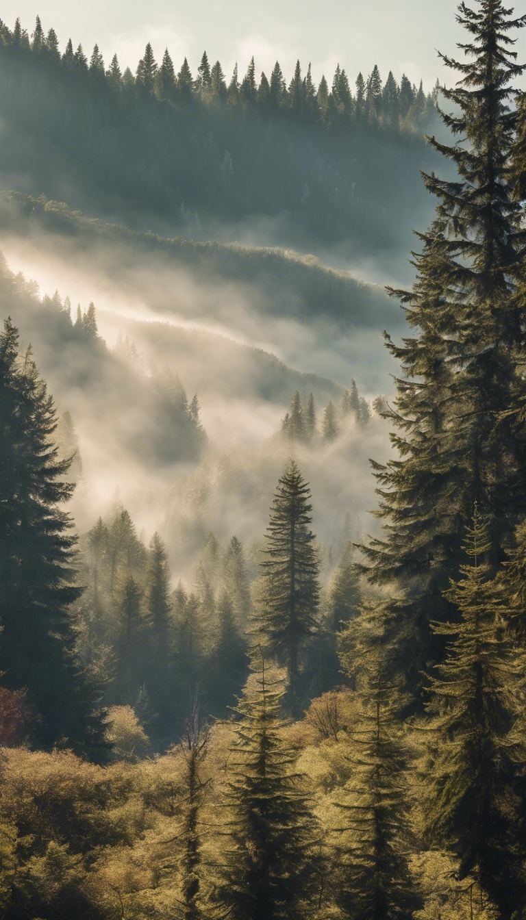 A quiet mountain scene, framed by evergreens and mist, kissed by the morning sun. Wallpaper[f6fc56805e2e41e6971b]