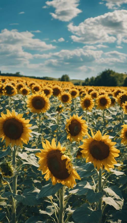 Ladang yang penuh dengan bunga matahari kuning dewasa di bawah langit biru cerah.