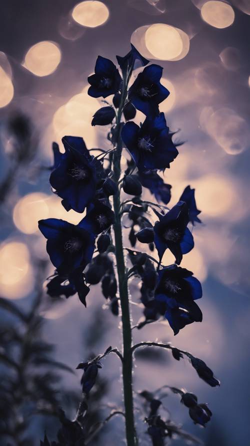 一朵美丽的黑色飞燕草在暴风雨的夜空下热情绽放。