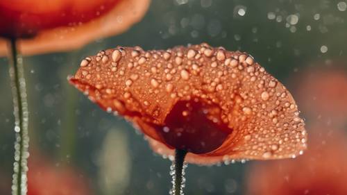 An extreme close-up of dewdrops on a poppy petal during an early morning.