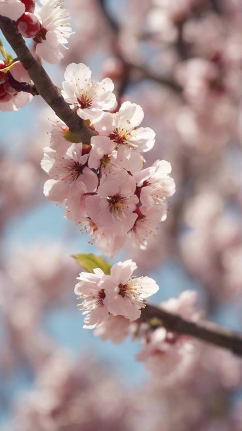 Pohon sakura yang bahagia, penuh dengan bunga dan penuh dengan lebah di kebun musim semi yang cerah.