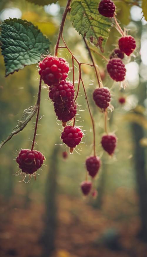 A group of wild raspberries hanging from a vine in a forest during autumn.