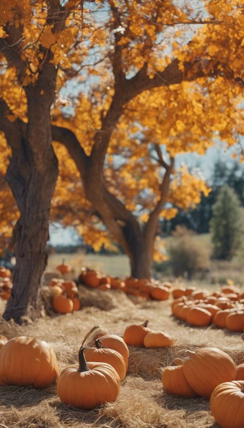 A group of pumpkins on hay bales under a colorful fall tree