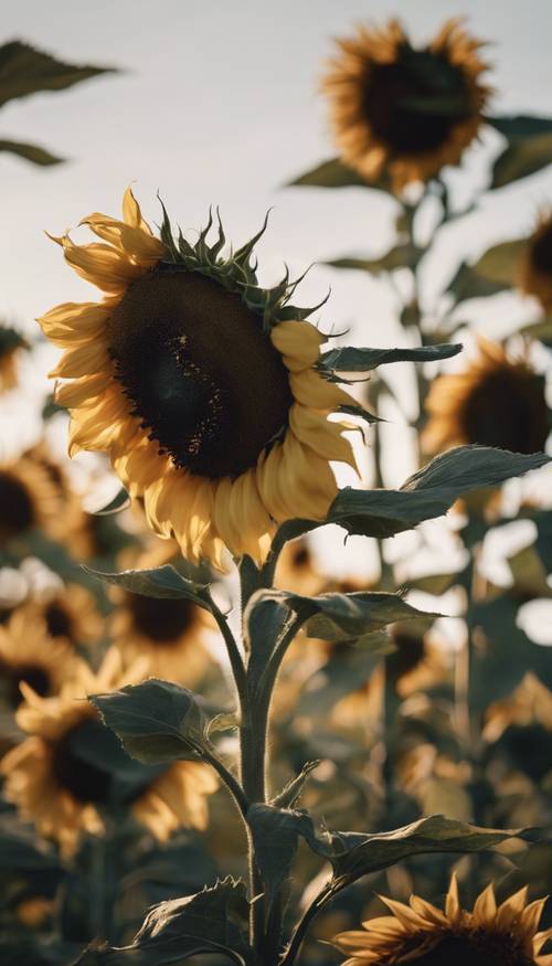 Ein Feld voller dunkler Sonnenblumen, die sanft in einer leichten Sommerbrise schwanken.