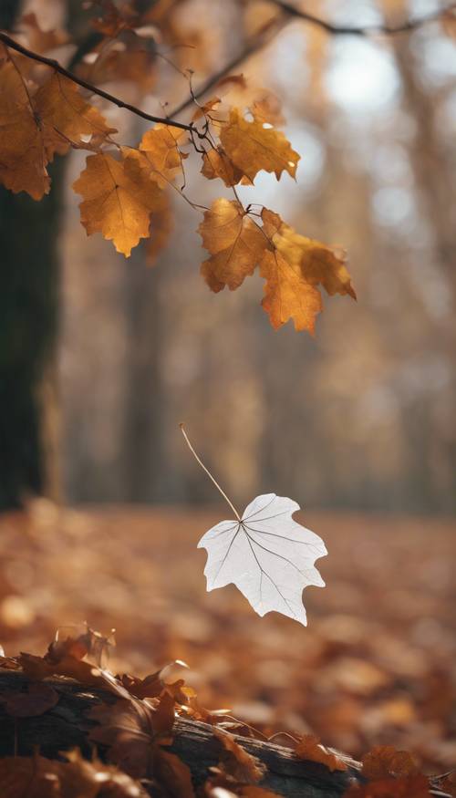 Pemandangan hutan musim gugur dengan sehelai daun putih jatuh dari pohon ek yang tinggi.