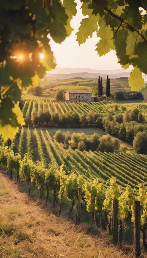 Pemandangan panorama matahari terbenam di atas kebun anggur yang subur di pedesaan Italia, dengan rumah pertanian batu tua di latar depan.