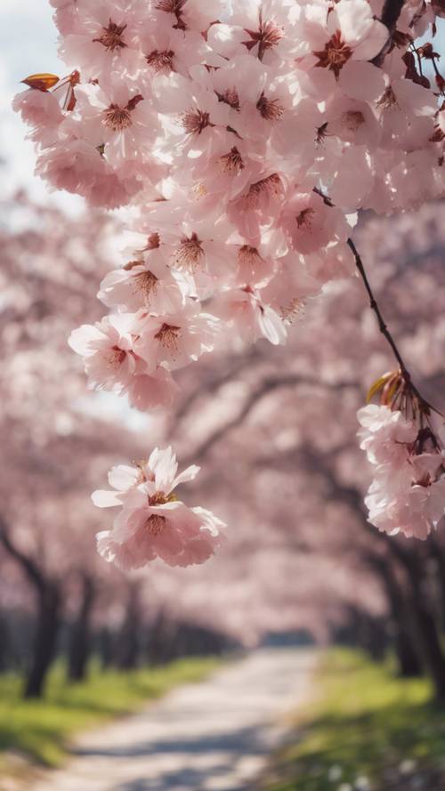 春天早晨明媚的天空下，樱花盛开。