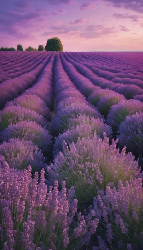 A lavender field stretching towards the horizon under a lilac sky at dusk.