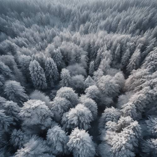 An aerial view of a forest dusted with light grey snow, during winter.