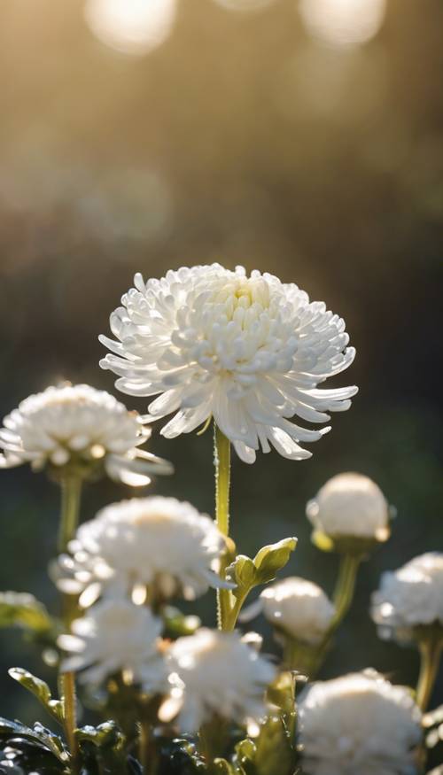 Eine Nahaufnahme einer eleganten weißen Chrysanthemenblüte mit Tautropfen, die im Morgensonnenlicht glitzern. Hintergrund [ab94245dbb5b41af8dc6]