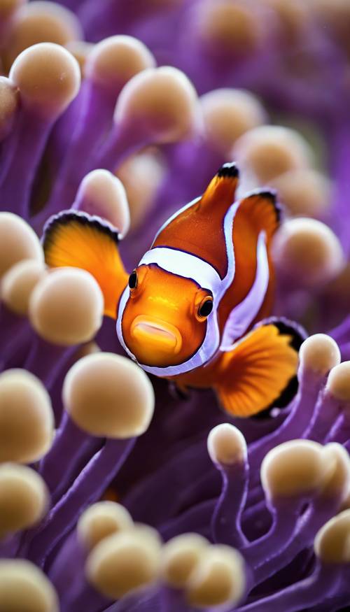 一條色彩鮮豔的小丑魚從紫色海葵的保護褶皺中探出頭來。