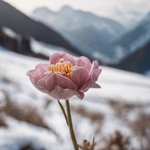 Изолированный цветок-кокетка, стоящий высоко на фоне заснеженных гор.