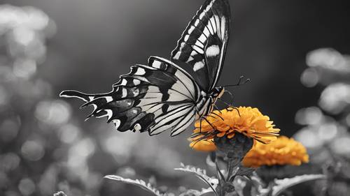 Elegante farfalla a coda di rondine in bianco e nero che si posa su una calendula.