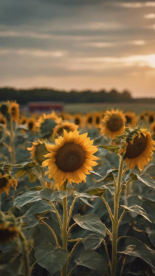 夕暮れ時のしぼむひまわりの畑、輝く一輪の花、微風に囁く以前は闇だったが、今は主による光だ