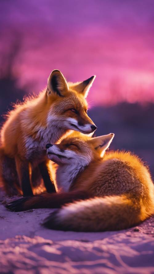 A pair of foxes lying down, peacefully grooming each other under the vivid pink and purple sunset sky.