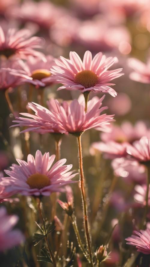 Bidang bunga aster merah muda di bawah sinar matahari cerah.