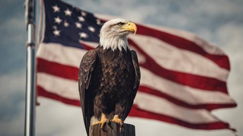 一只骄傲的白头鹰栖息在美国旗杆顶端。