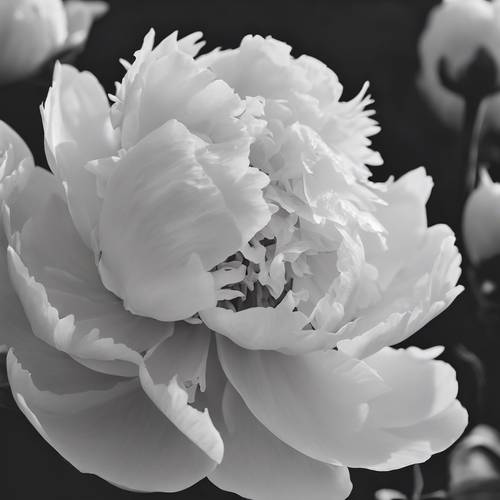 Kelopak bunga peony yang lembut, tenggelam dalam arus filter hitam dan putih.
