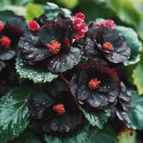 黒い花びらが輝く！ヒョウタンベゴニアの花の壁紙