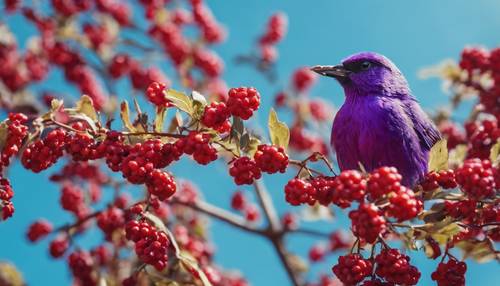 Un vibrante pájaro arra púrpura alimentándose de bayas rojas, bajo un cielo azul brillante