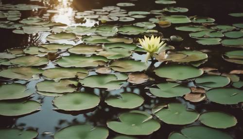 Una escena serena de nenúfares verdes flotando en un estanque marrón.