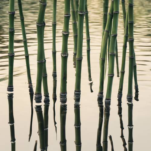 Одиночные стебли бамбука отражаются в спокойной луже воды.