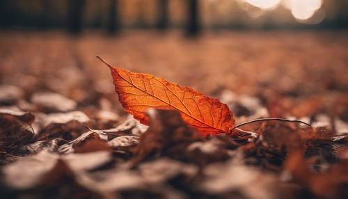 An image of a brown leaf with a mixture of orange and red hues caught in the mid-air fall.
