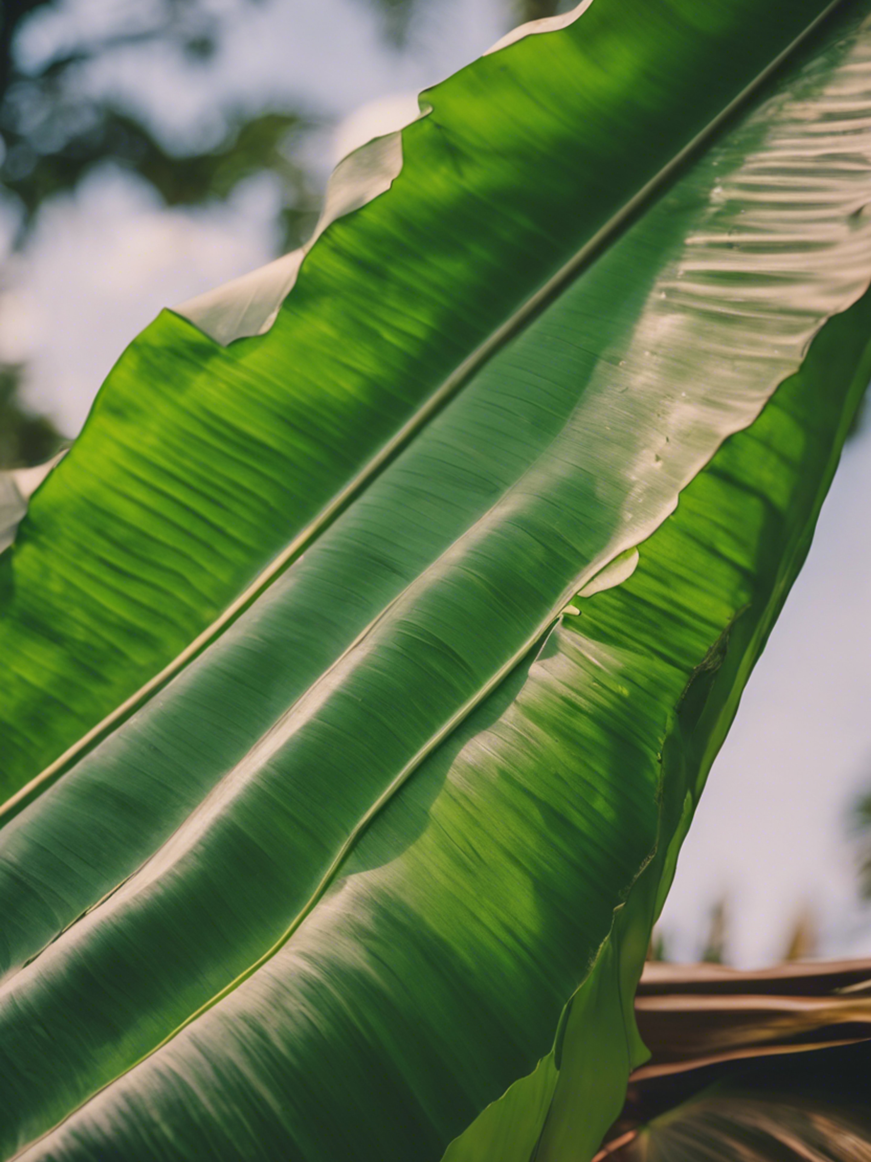 A banana leaf fashioned into a simple but sturdy homemade kite. Tapetai[67483886efc74c5189dd]