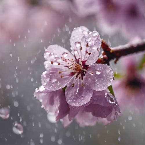 Makroaufnahme einer einzelnen violetten Kirschblüte voller Regentropfen.