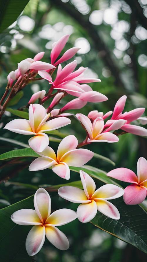 Flores de plumeria rosadas y blancas que florecen en una exuberante selva tropical verde.