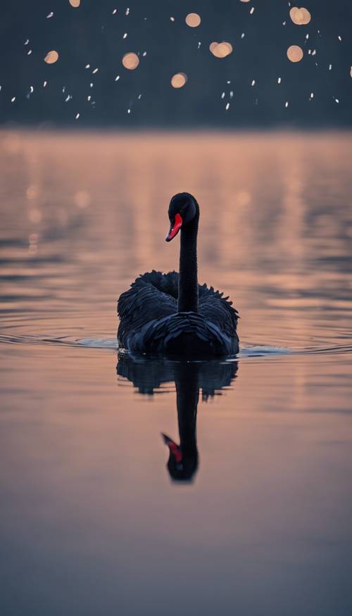 A black swan on a dark lake during a pitch-black night.