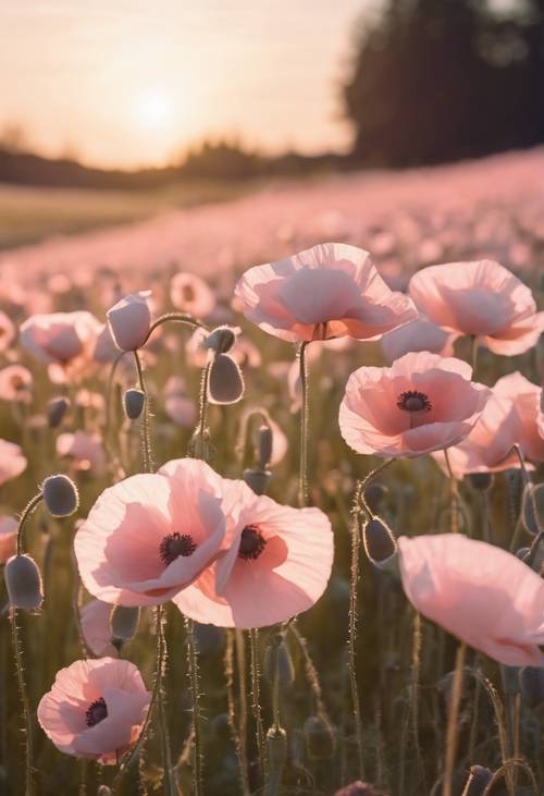 A field filled with light pink poppies under a soft glow of the setting sun.