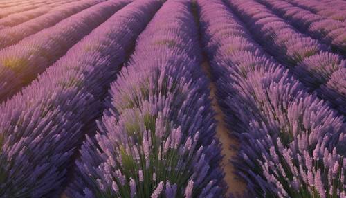 An aerial view of lavender fields in full bloom under a sunny, cloudless sky. Tapet [89af0a559fcb4a82b45a]