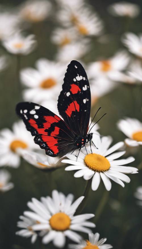 Beyaz bir papatya üzerinde güzel bir kırmızı ve siyah kanatlı kelebek.