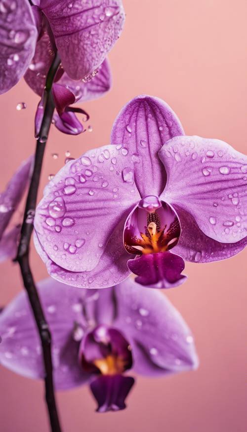 薄いピンクの背景についた水滴のついた紫の蘭のアップ写真
