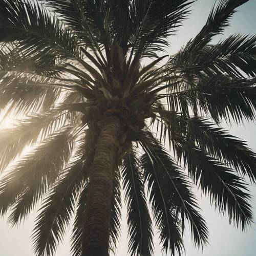 Una vieja fotografía granulada de una palmera tomada desde un ángulo bajo, con el sol asomando entre las hojas.