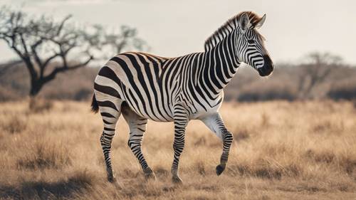 A zebra gracefully prancing on the savannah in a bright spring morning. Tapet [944779222c5543d793ef]