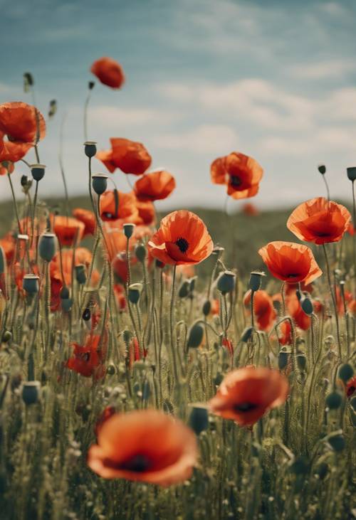 A candid shot of a vibrant poppy field swaying in a slight spring breeze. Tapet [f83aca5c687141dd9b1e]