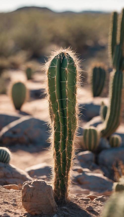 Ein Bois-d&#39;Arc-Kaktus auf trockenem, felsigem Gelände an einem sonnigen Tag.