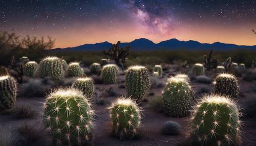 Un campo di cactus Cholla sotto un cielo stellato con tracce segrete di UFO.