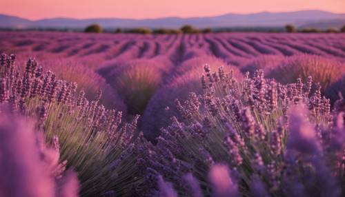 Unos campos de lavanda con una brillante puesta de sol rosa y violeta de fondo.
